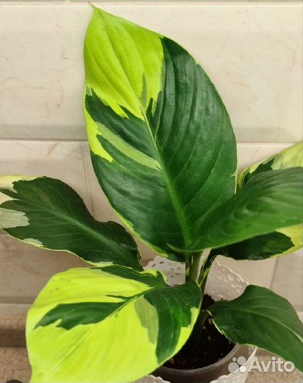 Спатифиллум волшебник