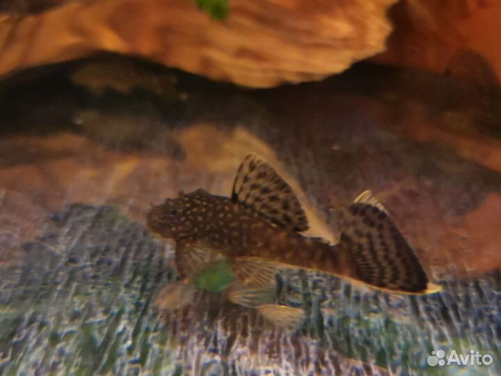 Анцитрус помесь номерных 4-10 см