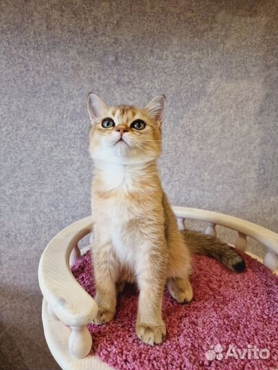 Шотландский золотой котик