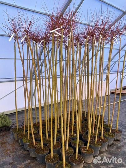 Ива Хакура Нишики штамб 100-200 см