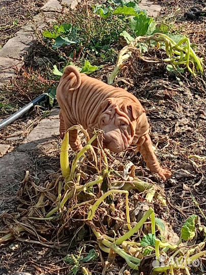 Щенки шарпей