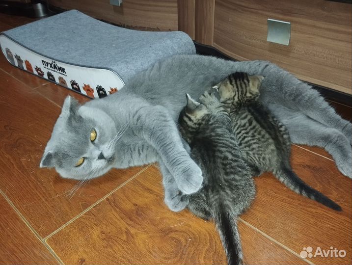 Котята в дар бесплатно