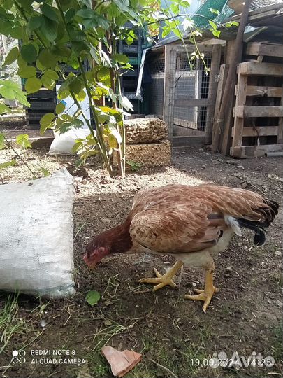 Бойцовые куры