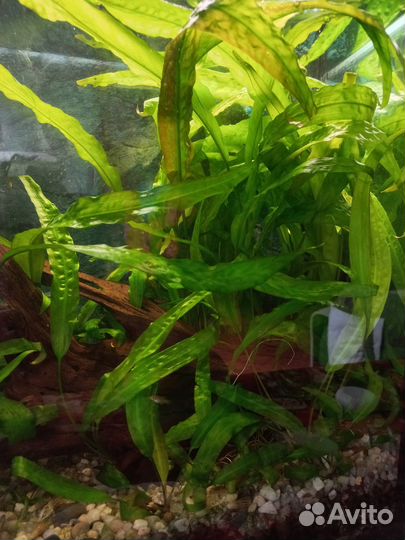 Криптокорина