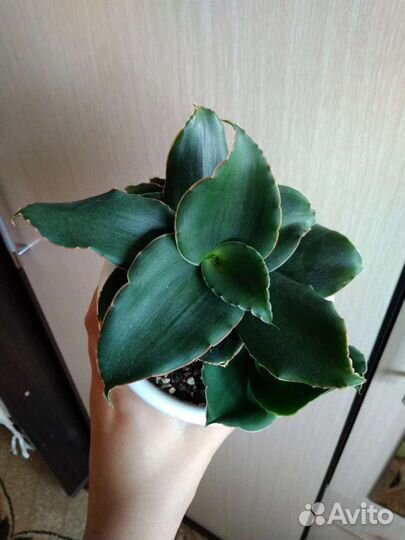 Сансевиерия стар роуз и samurai