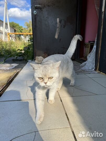 Шотландская кошка