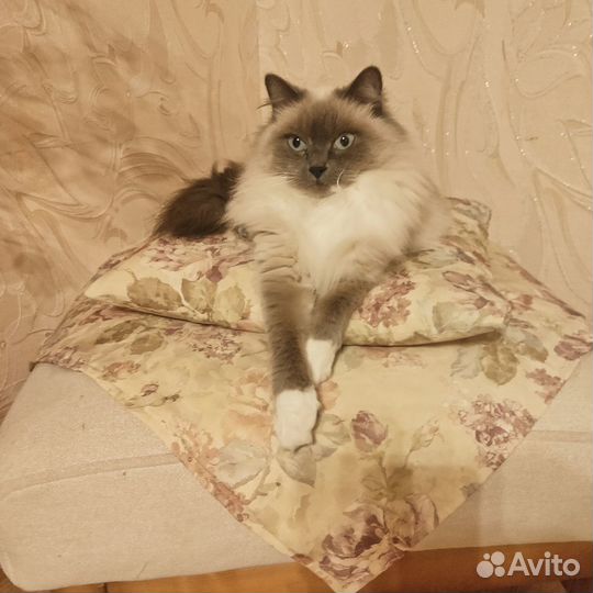 Кошечка на вязку