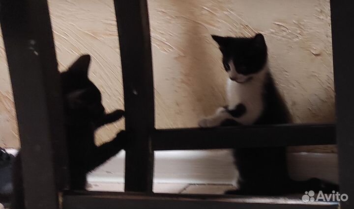 Котята мальчик и девочка