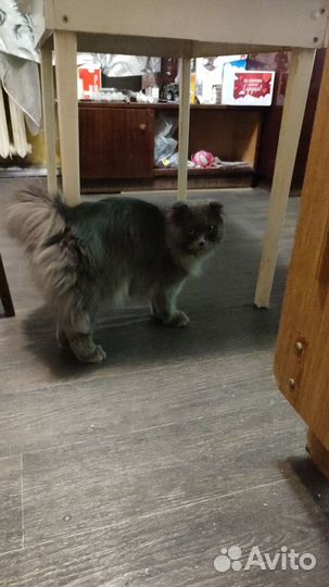 Кот Шотландский вислоухий, длинношёрстный