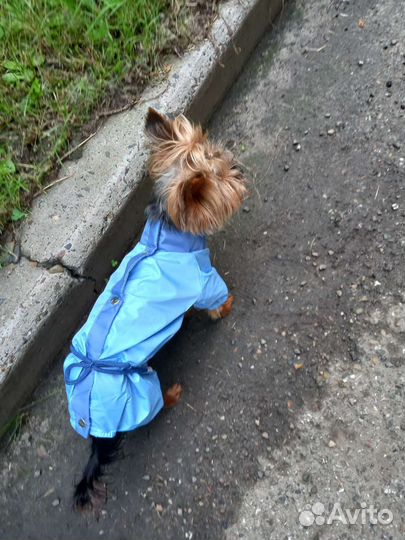 Дождевик для собак