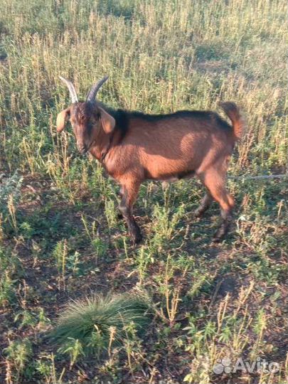 Козел на вязку