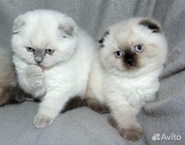 Шотландские котята