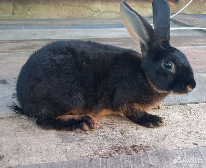 Кролики Рекс Черно-огненный