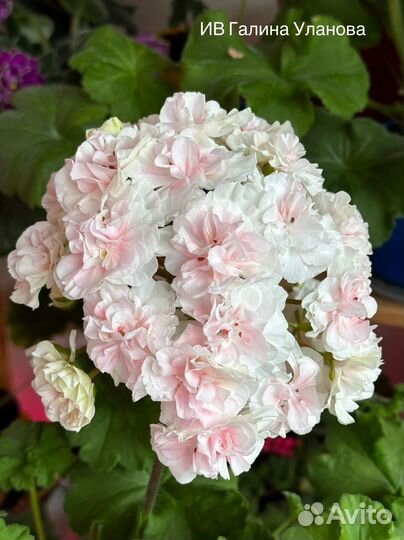 Пеларгония