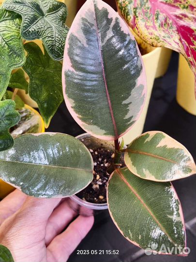 Фикусы сортовые