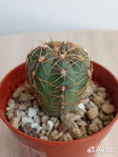 Кактус Gimnocalicium uruguayense v. roseiflorum