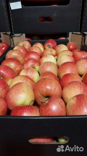 Яблоки сезонные