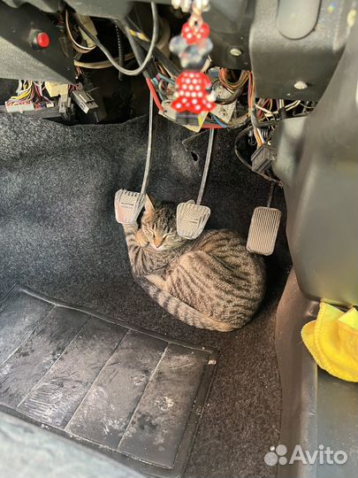 Кот в добрые руки