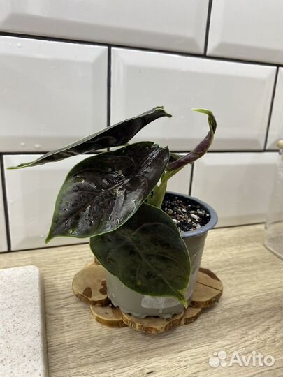 Алоказия азлани