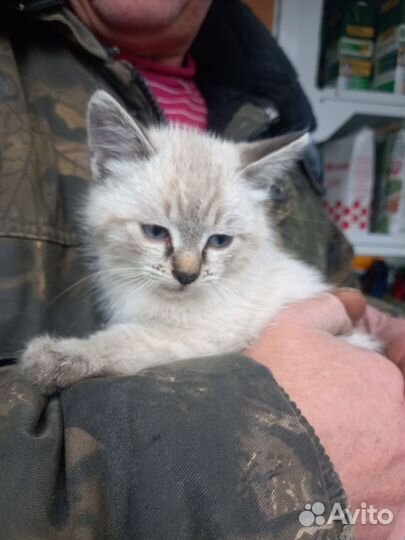 4 котенка девочки 2 месяца