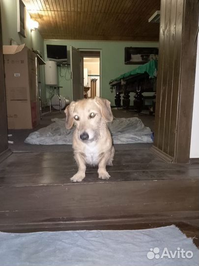 Собака девочка в возрасте