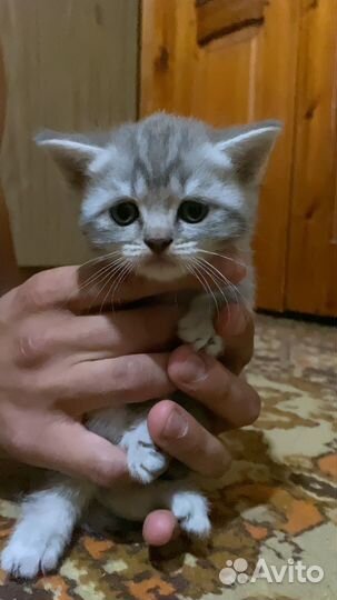 Шотландская