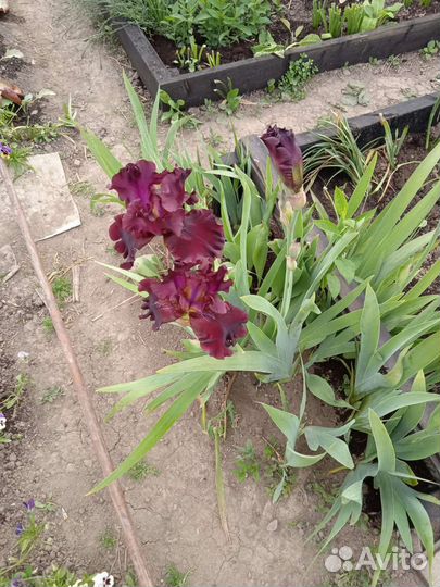 Ирис бородатый, астильба, птицемлечник