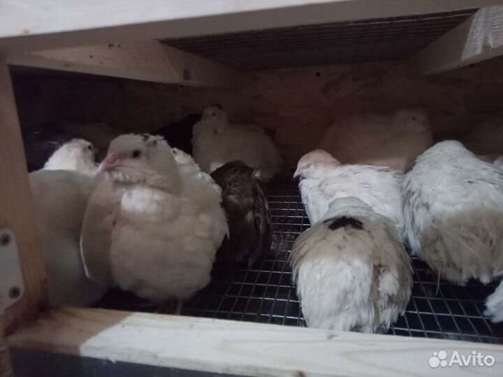 Яйца перепелиные домашние