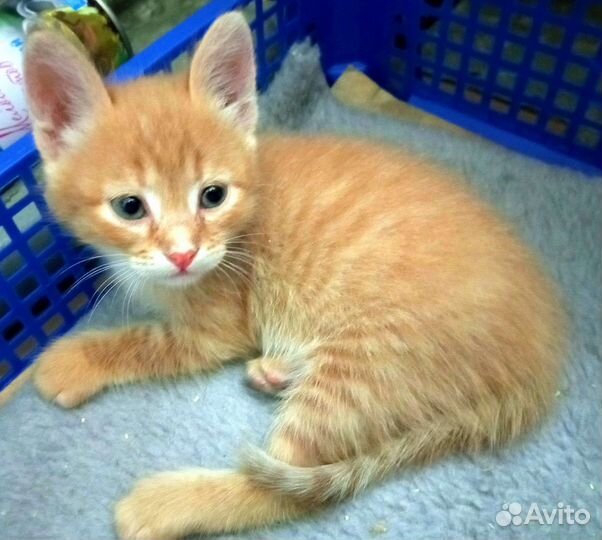 Рыжие малыши в добрые руки