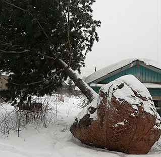 Крупномеры ель,сосна, кедр,посадка