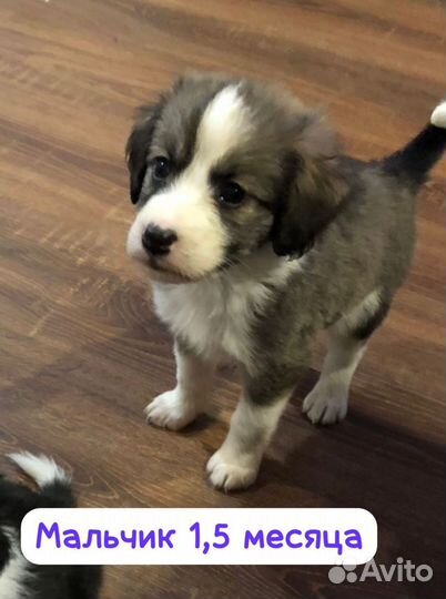 Щенок мальчик 4 месяца