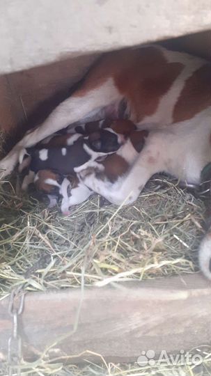 Фокстерьер