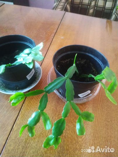 Комнатные растения. Эхмея. Монстера, драцена