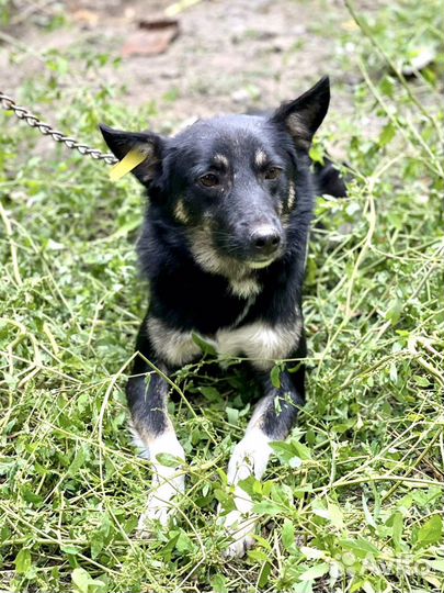 Дружок в добрые руки