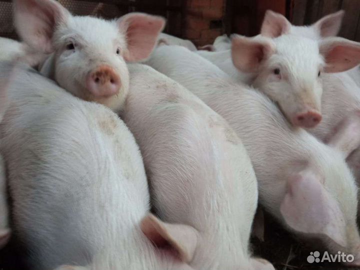 Поросенок ландрас крупная белая