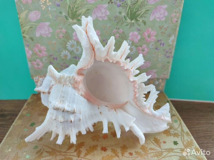 Океанская Ракушка