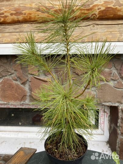 Сосна гималайская