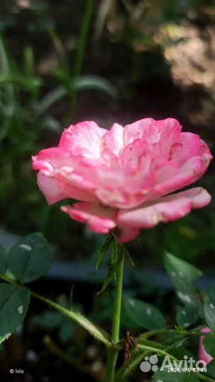 Мини розы, Пипи (pipi), Колибри, для патио