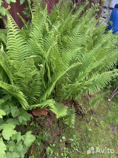 Папоротник