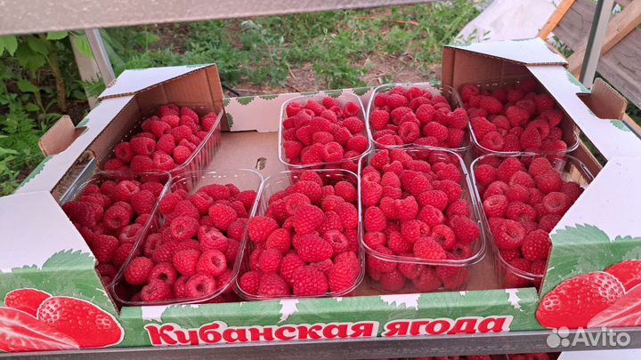 Подработка на сборку малины