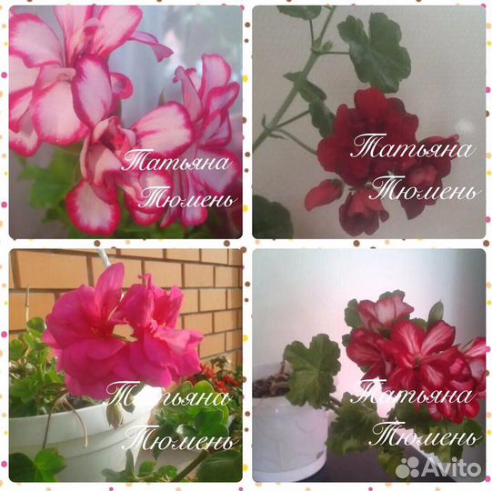 Пеларгония герань