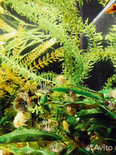 Аквариумные рыбки и не только