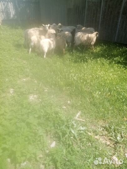 Ягнята южная мясная с мериносом
