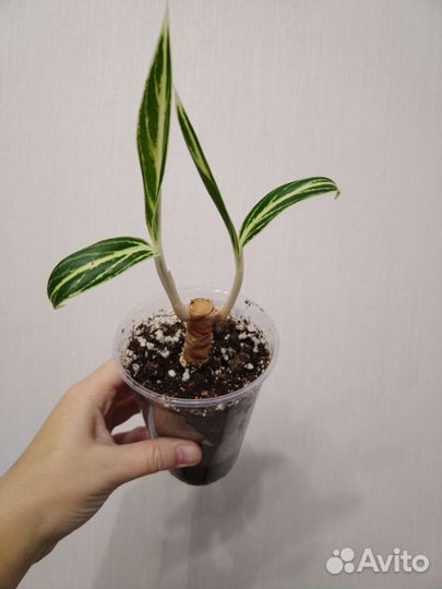 Аглаонема бай као