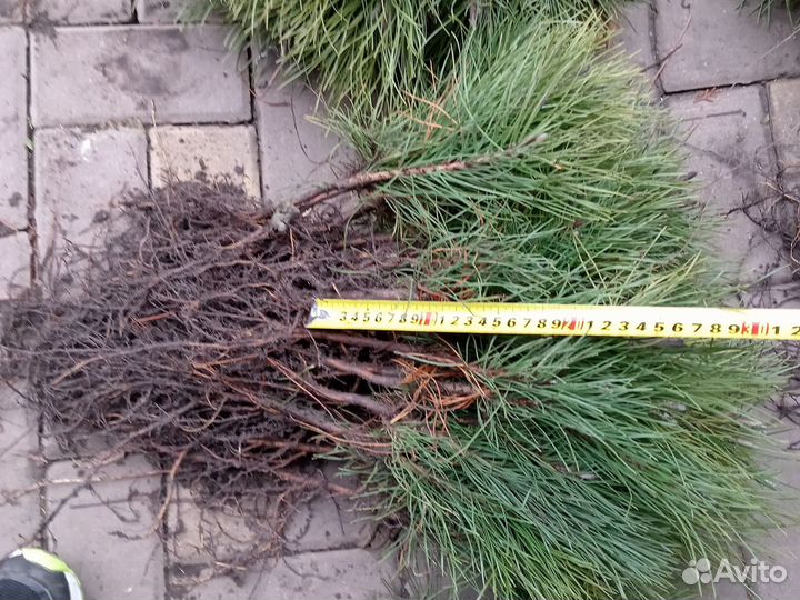 Сеянцы саженцы Сосна крымская