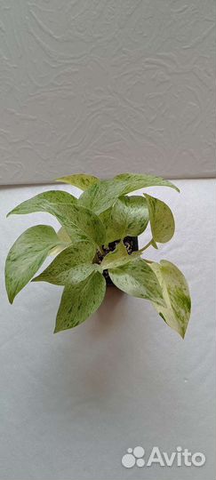 Эпипремнум, филодендрон