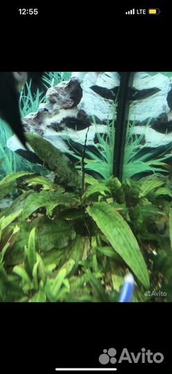 Криптокорина