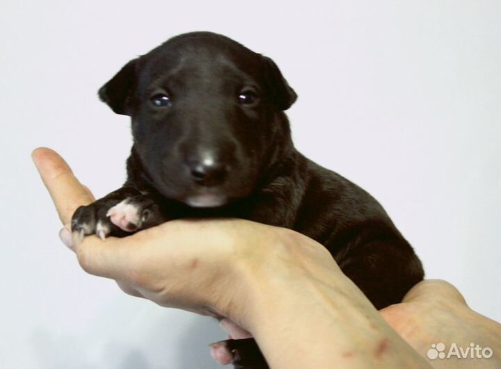 Щенки стандартного бультерьера чёрные