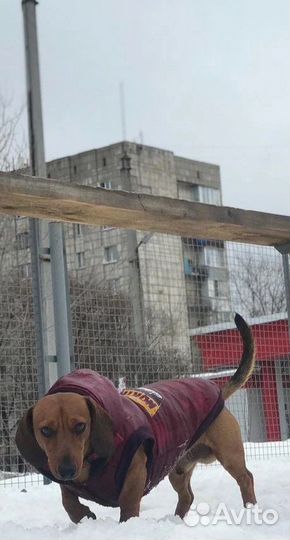 Вязка кобель такса