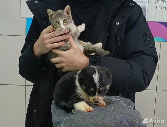 Котятки из отлова ждут свои семьи